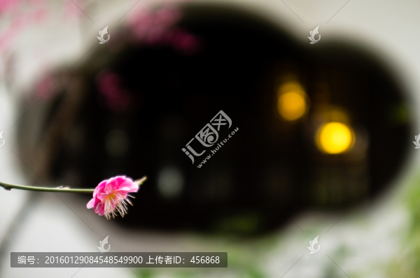 園林梅花