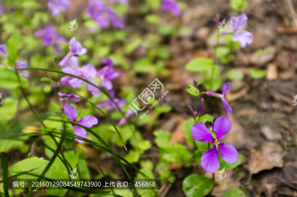 紫色鳶尾花