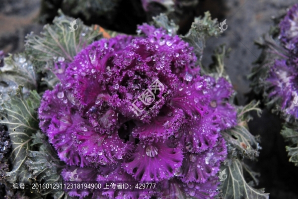 觀賞花,水珠