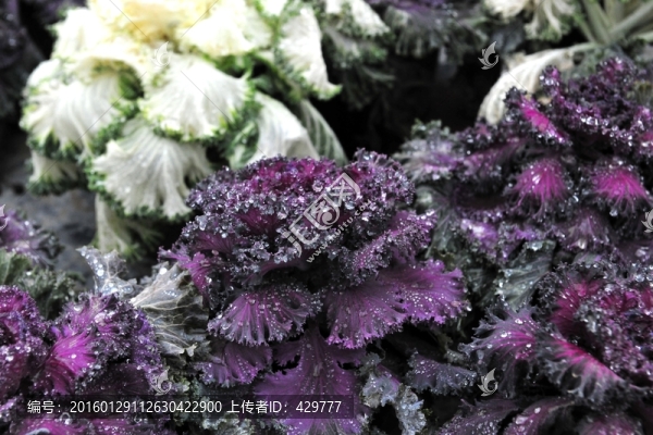 水珠,白菜葉