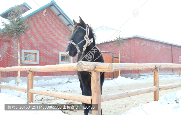 馬