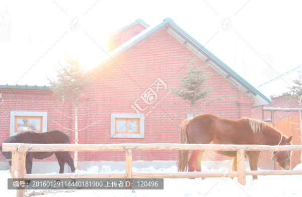馬