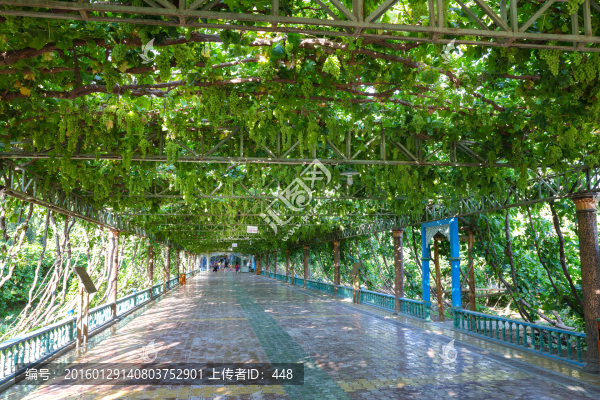 葡萄架,綠蔭走廊,葡萄園