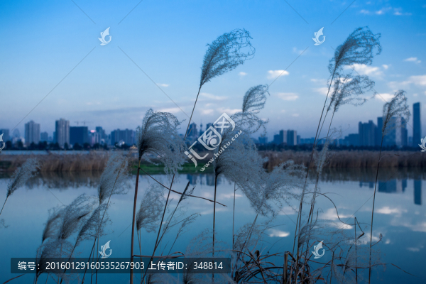蘆葦