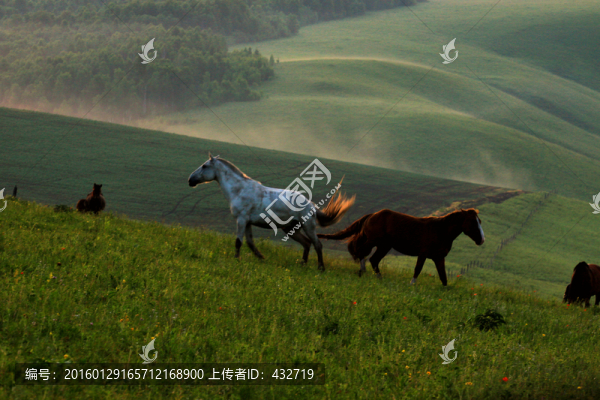 夏季清晨山坡牧場馬群
