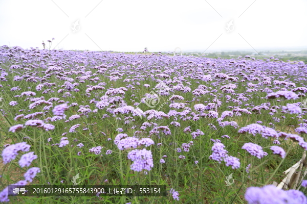 薰衣草莊園