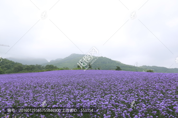 薰衣草莊園