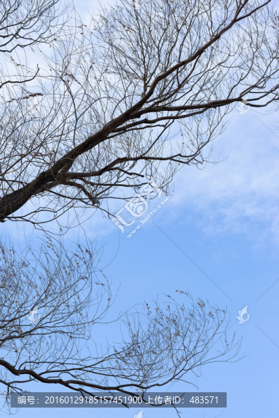 樹枝