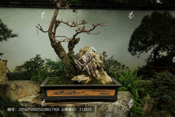 盆景園