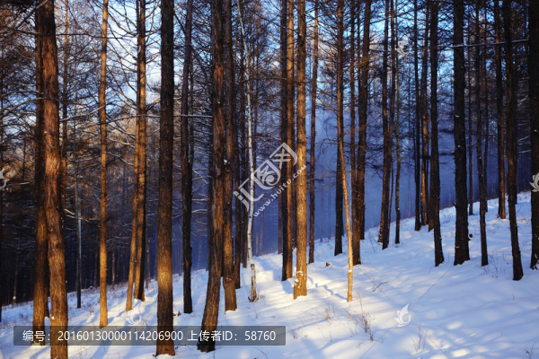 雪原松林