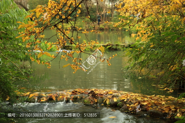 臘梅花