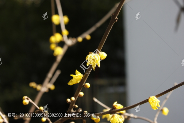岳王祠的迎春花