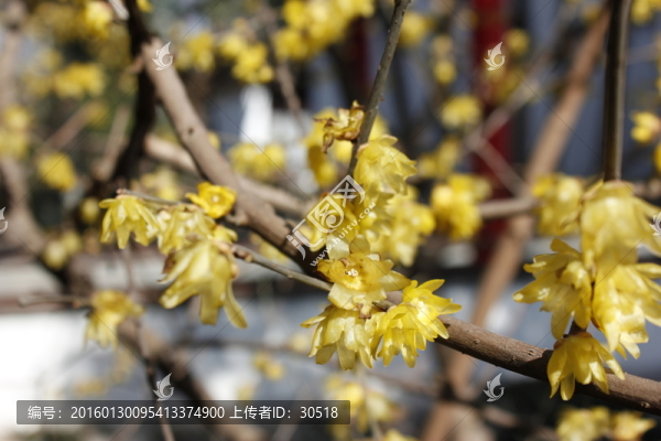 岳王祠的迎春花