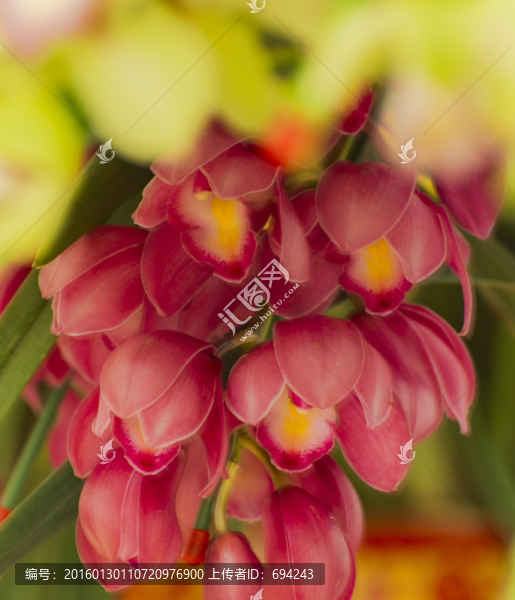 蘭花,花卉,園藝,花草,家庭
