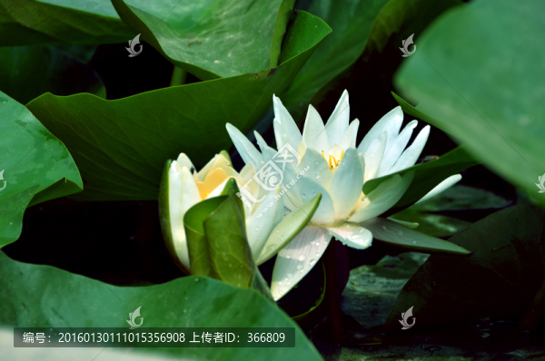精致睡蓮