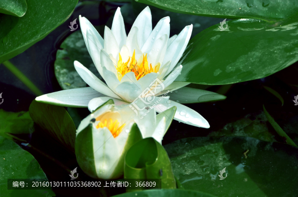 精致睡蓮