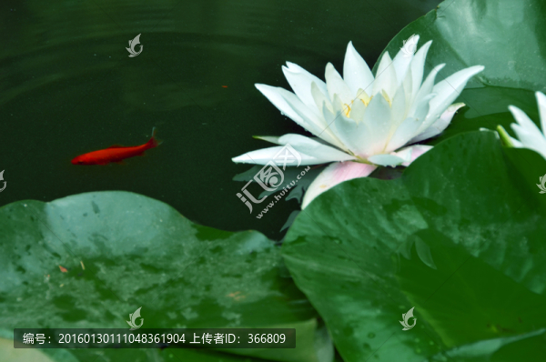 精致睡蓮