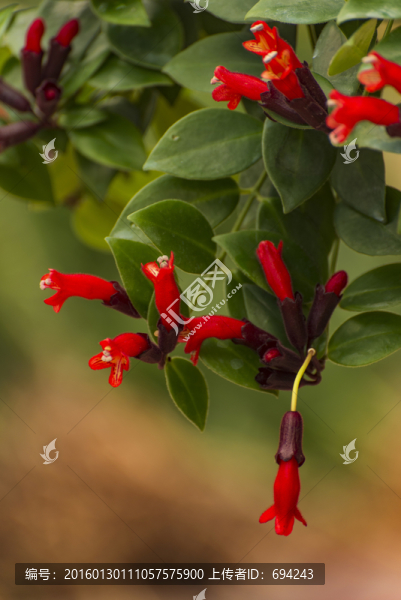 紅花