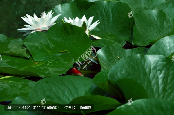 精致睡蓮