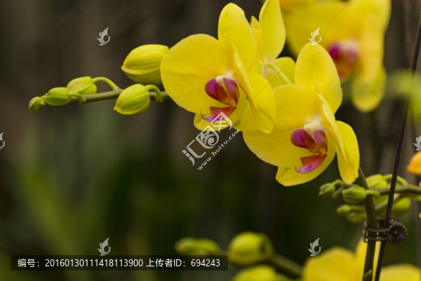 蘭花,花卉,園藝,花草,家庭