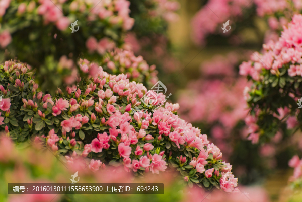 杜鵑花,杜鵑花海,掛畫,繪畫