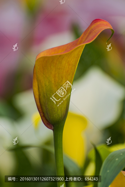 馬蹄蓮,花朵,鮮花,花卉,黃