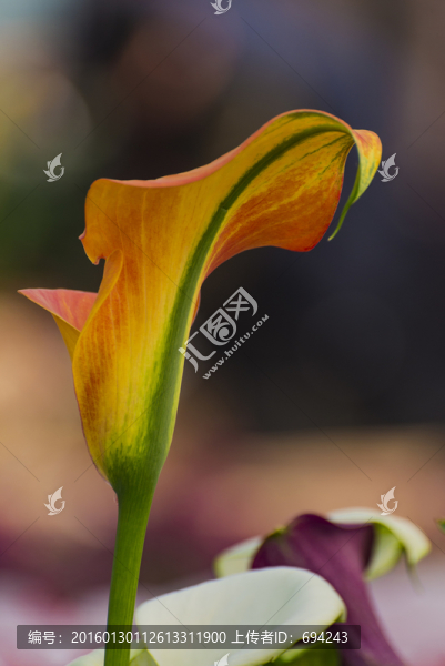 馬蹄蓮,花朵,鮮花,花卉,黃