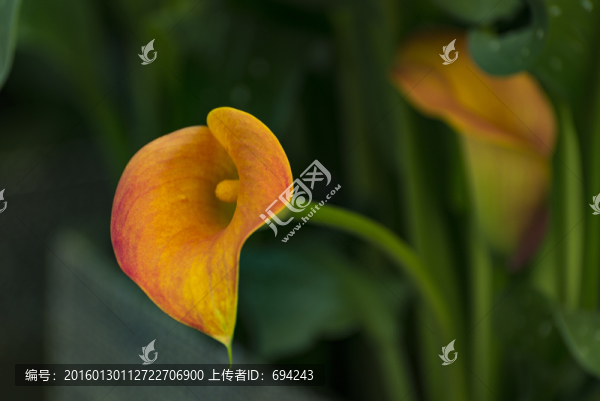 馬蹄蓮