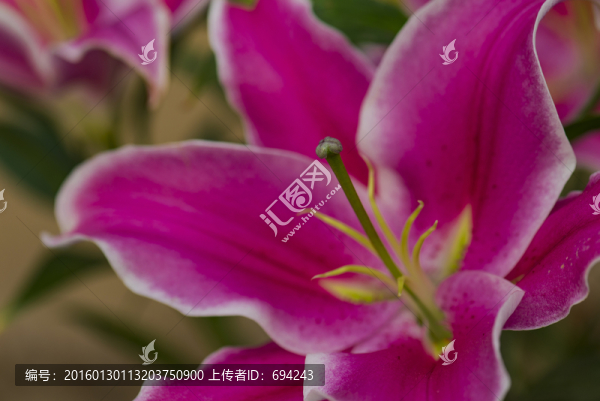 蘭花,花卉,花草,清雅,花蕊