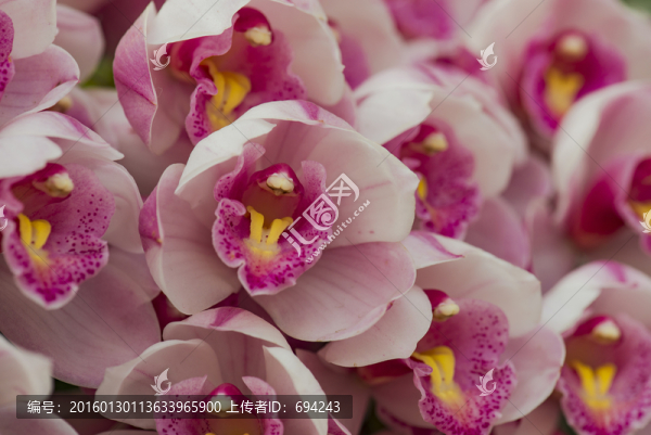 蘭花,花卉,花草,清雅,花蕊