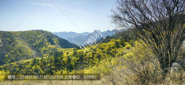 仰天山連翹花開(kāi)