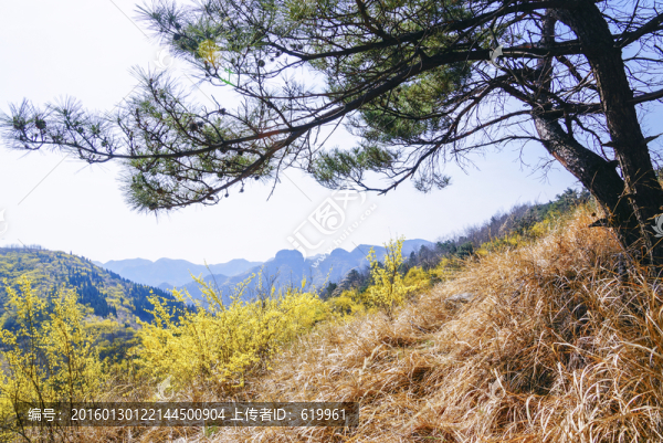 仰天山的春天
