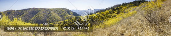 仰天山連翹花開(kāi)