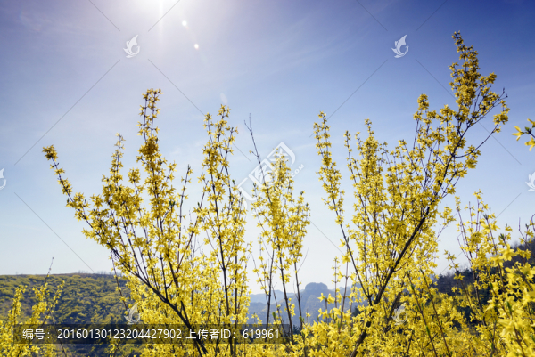 仰天山連翹花開