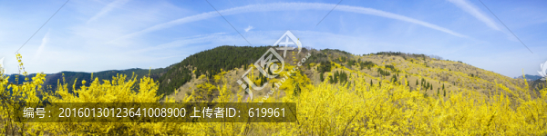 仰天山連翹花開