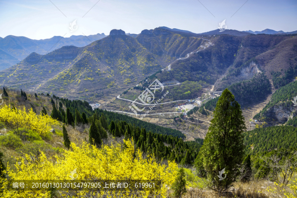 仰天山,連翹,春天