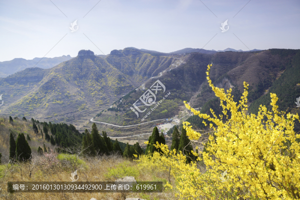 仰天山,連翹,春天
