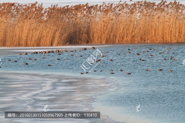 濕地公園冬景