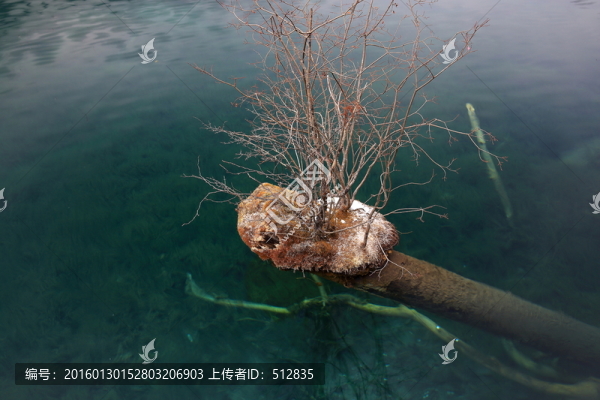 箭竹海