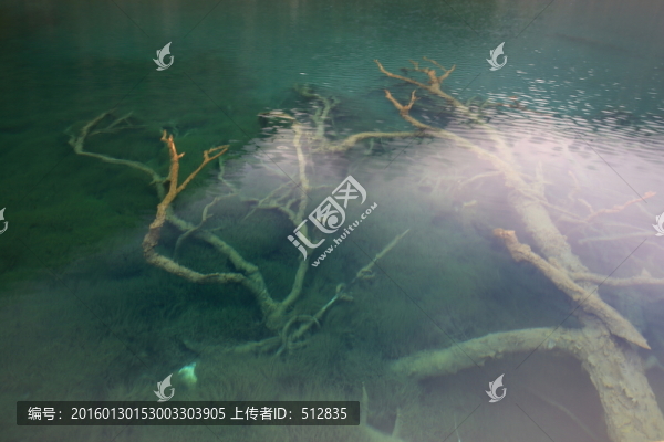 箭竹海