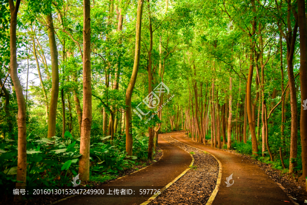 森林小路