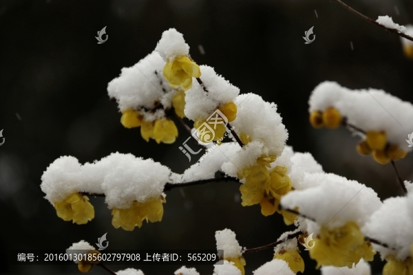 臘梅