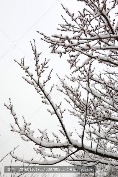 梅枝,白雪