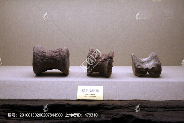 恐龍化石,恐龍骨骼