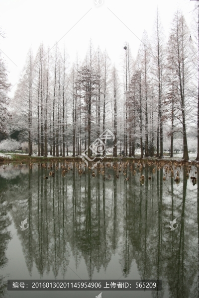 梅園風(fēng)景