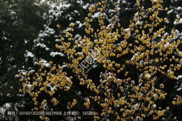 臘梅
