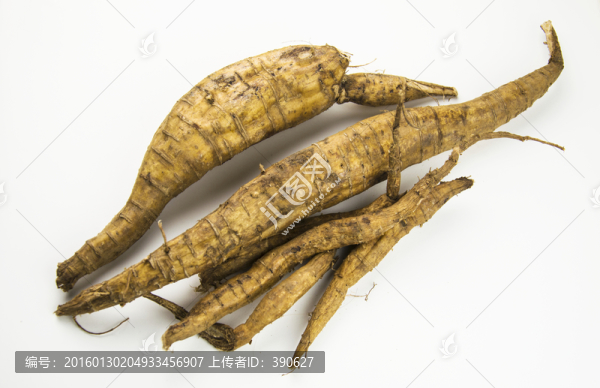 葛根