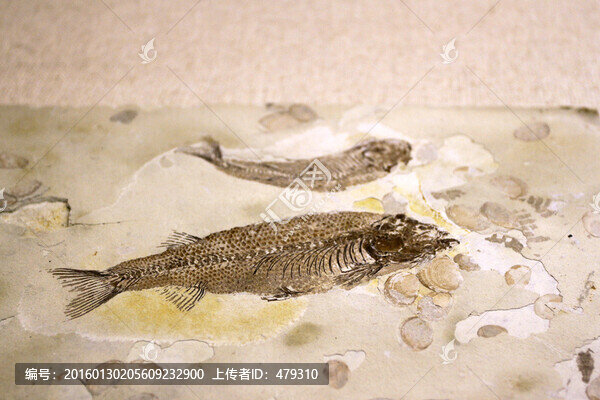 魚化石