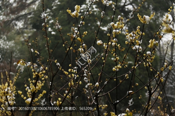 臘梅