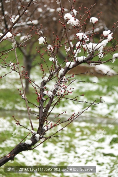 梅花